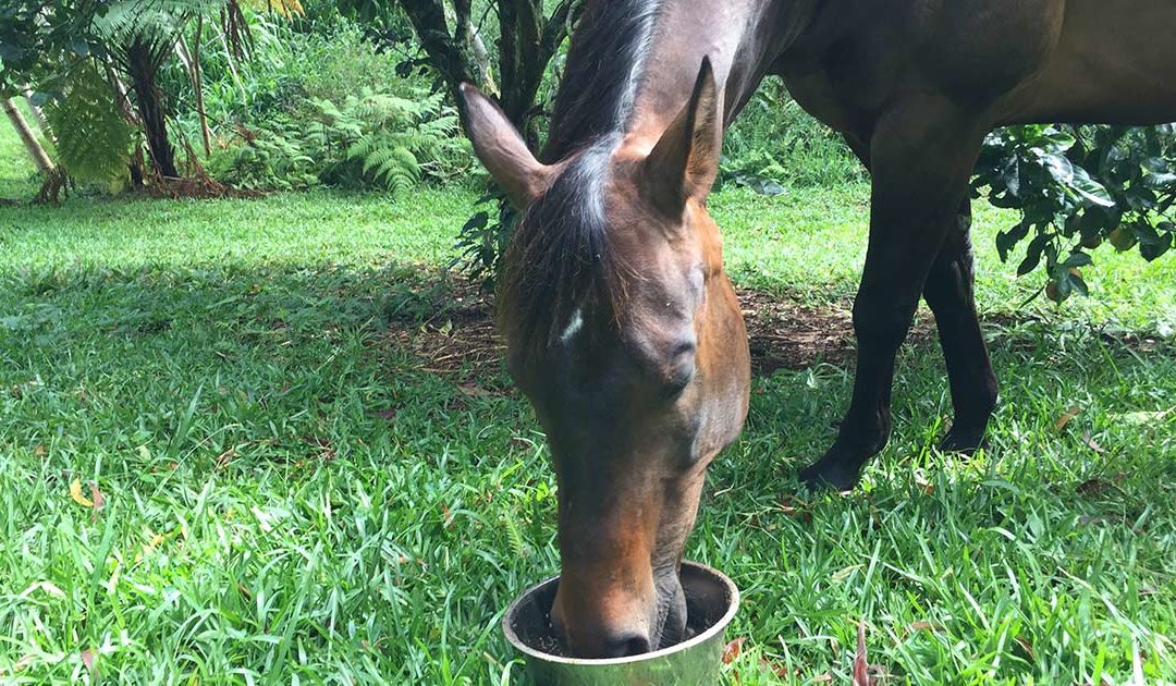 How to Supplement Your Hawaiʻi Horse