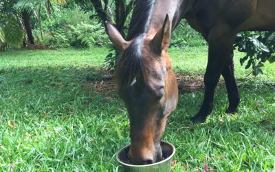 How to Supplement Your Hawaiʻi Horse