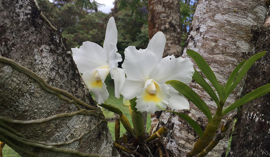 Orchids Do Double Duty in Hawaiʻi