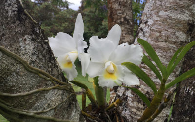 Orchids Do Double Duty in Hawaiʻi