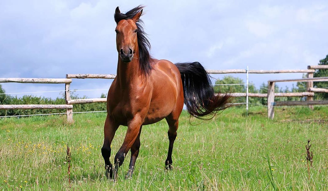 How to Get Your Horse or Livestock Safely to Hawai’i