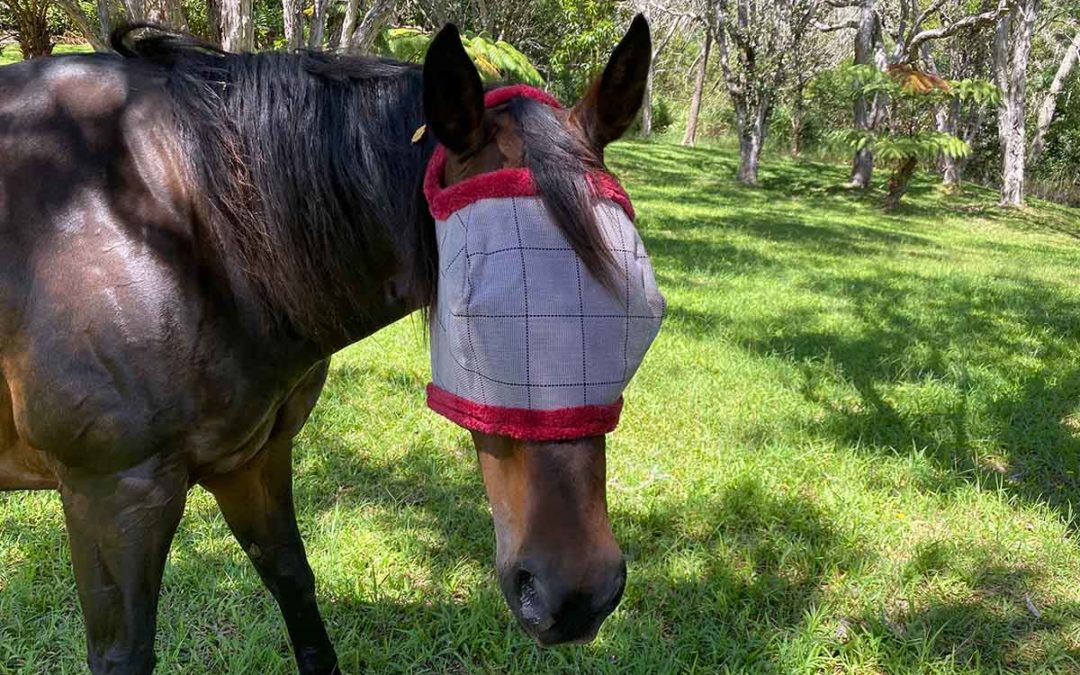 Why Your Hawaii Horse Must Wear A Fly Mask