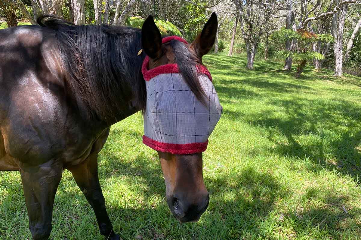 Why Your Hawaii Horse Must Wear A Fly Mask