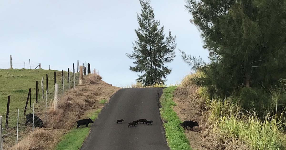 Living The Country Life - Pigs on our road