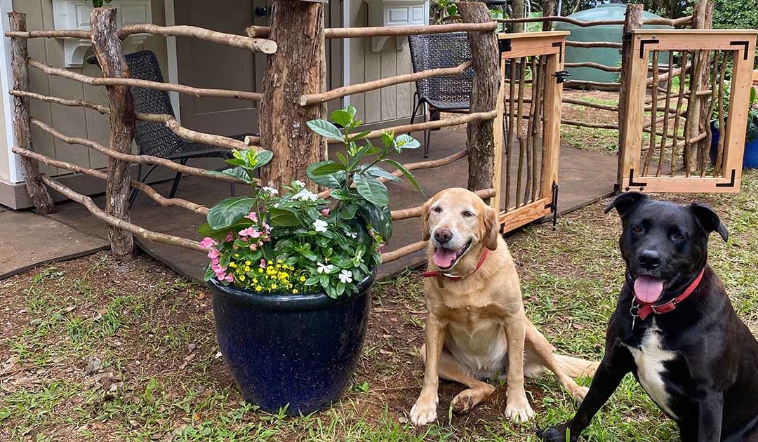 How to Decorate Your Feed Shed