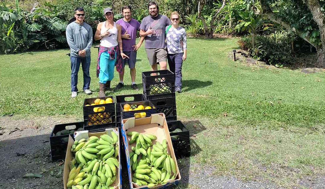 Kokua Harvest