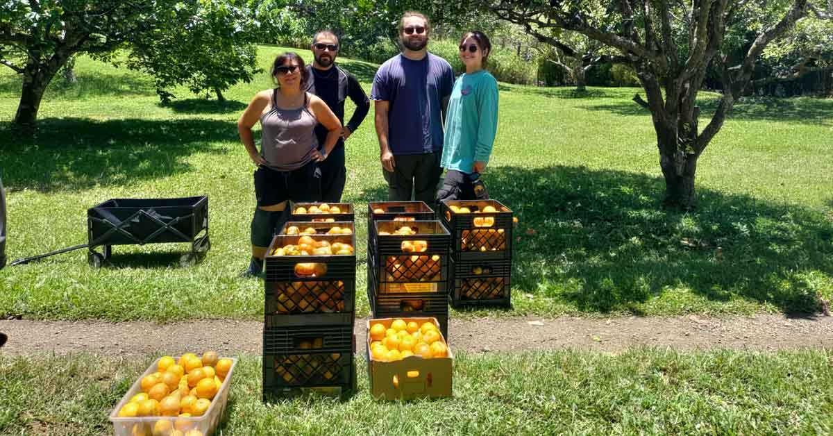 Kokua Harvest Volunteers