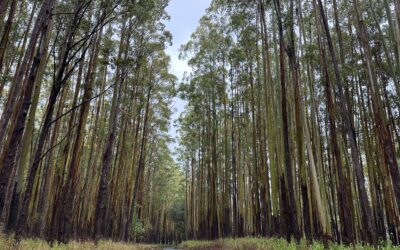My Eucalyptus Forest… Changing With the Seasons