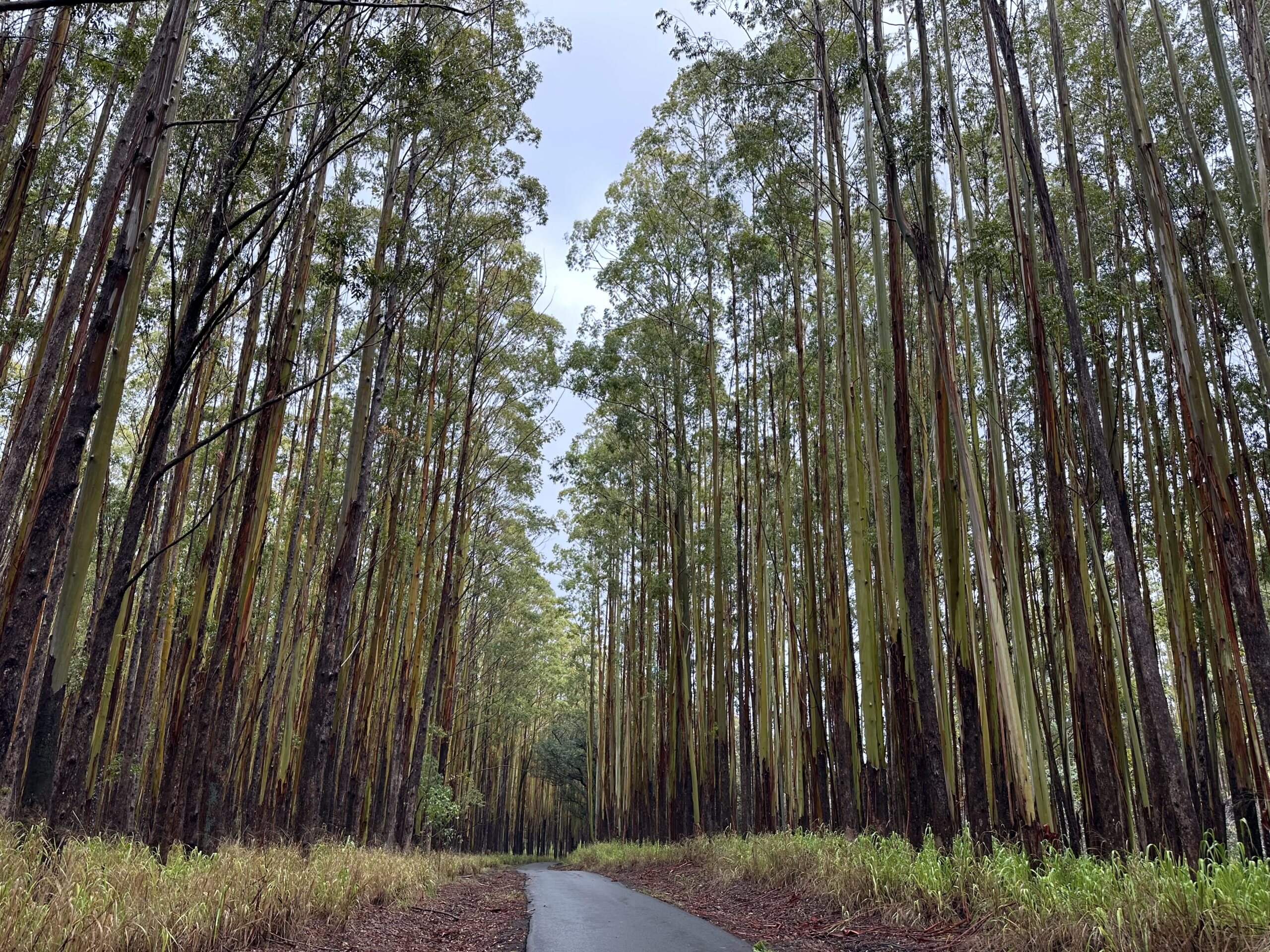 Peeling Eucalyptus Peeling Eucalyptus Forest